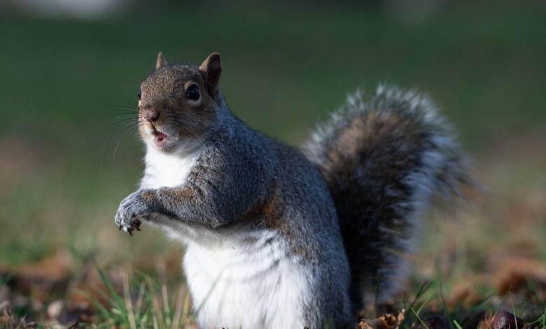 Ardilla filmada con hojaldre en un parque de Londres Ardilla filmada con hojaldre en un parque de Londres